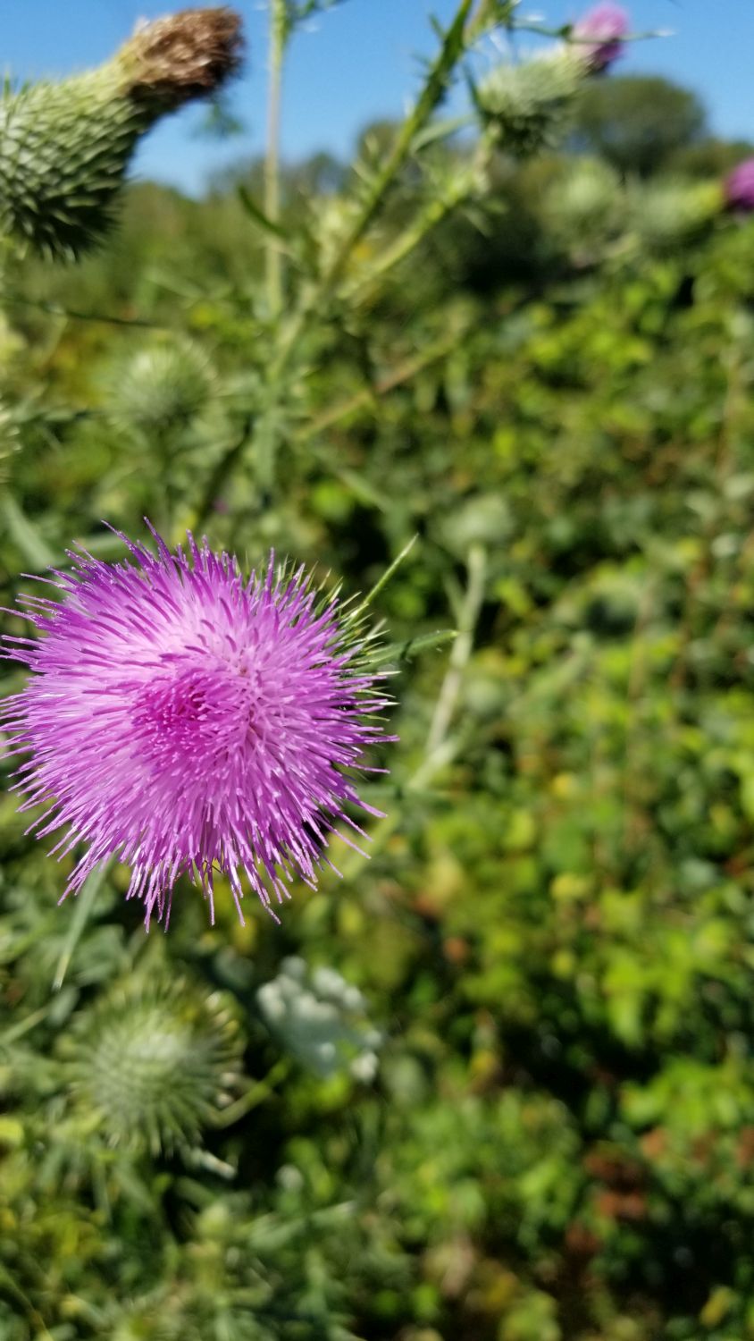 James O'Breen Nature Area 